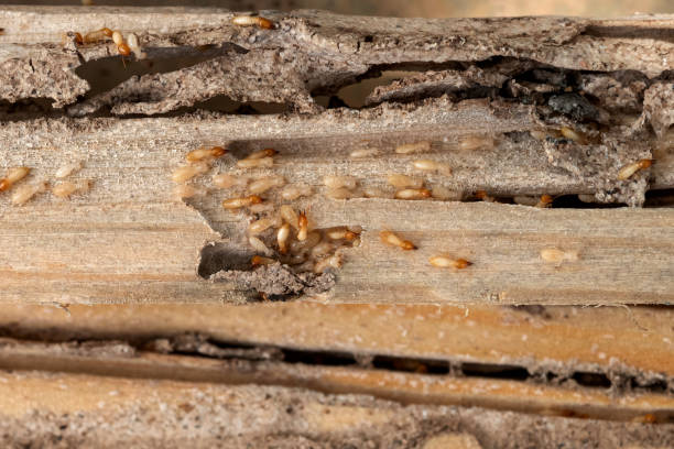 Best Commercial Pest Control Services  in Winona, MS